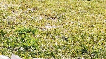 Bagian bawah tubuh anak ini tertutup karena permukaan rumput lebih tinggi dari jalan. Foto: reddit.com/confusing_perspective