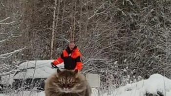 Menunggangi kucing? Foto: reddit.com/confusing_perspective