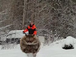 Awas Foto Ini Menjebak, Bisa Tertipu Bila Lihat Sekilas