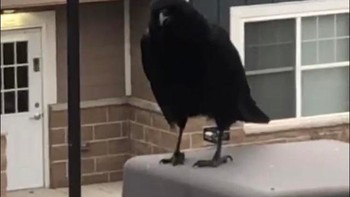 Gagak raksasa. Foto: reddit.com/confusing_perspective