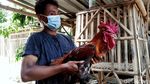 Guru di Klaten Raup Untung Lewat Hobi Beternak Ayam Pelung