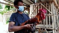 Diceritakan Wakhid, hobi memelihara ayam asli Jawa barat itu ditekuninya tahun 2017. Awalnya ia memelihara ayam kampung biasa tapi hitungan laba tidak cocok. Ia pun kemudian mencoba membeli ayam pelung seharga Rp 500 ribu sepasang.