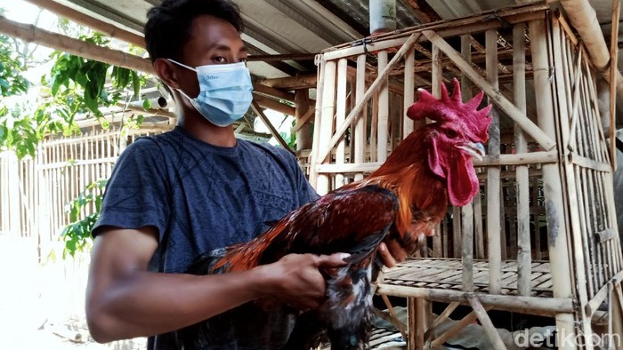 Guru di Klaten Raup Untung Lewat Hobi Beternak Ayam Pelung Hobi beternak ayam pelung mendatangkan rezeki bagi guru di Klaten ini. Meski di masa pandemi, ayam berkokok panjang itu masih kerap dicari dan diminati.