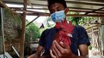 Guru di Klaten Raup Untung Lewat Hobi Beternak Ayam Pelung