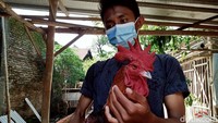 Setelah hasilnya cukup bagus, Wakhid pun ketagihan beternak ayam tersebut. Ayam pelung punya kelebihan sehingga harga jual stabil. Wakhid memaparkan ayam pelung memiliki kelebihan Setelah hasilnya cukup bagus, lanjut Wakhid, dirinya ketagihan beternak ayam tersebut. Ayam pelung punya kelebihan sehingga harga jual stabil.