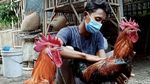 Guru di Klaten Raup Untung Lewat Hobi Beternak Ayam Pelung