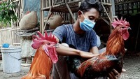 Meski pakannya sama, ayam pelung dijual dengan harga yang lebih mahal dibandingkan ayam kampung. Harga ayam pelung dibanderol mulai dari Rp 300 ribu per ekor. Harganya pun bisa lebih mahal bila ayam tersebut sudah jadi kategori kontes. Tak tanggung-tanggung, harganya bisa mencapai jutaan rupiah.
