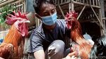 Guru di Klaten Raup Untung Lewat Hobi Beternak Ayam Pelung