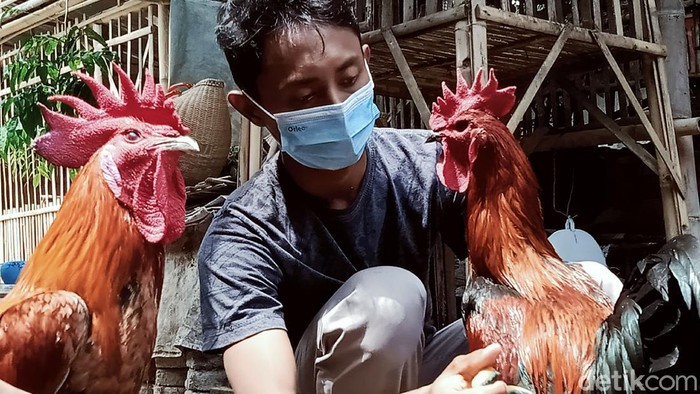 Hobi beternak ayam pelung mendatangkan rezeki bagi guru di Klaten ini. Meski di masa pandemi,  ayam berkokok panjang itu masih kerap dicari dan diminati.