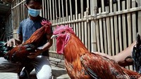 Hobi beternak ayam pelung mendatangkan rezeki bagi Wakhid Yusuf Permana (25). Guru MTS di kawasan Klaten itu pun kerap mendapatkan permintaan ayam pelung meski di tengah pandemi COVID-19. Menurut Wakhid, selama pandemi dari kandangnya terjual sekitar 200 ekor. Mayoritas masih usia 0-1 Minggu dengan tetasan alami.