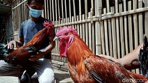 Guru di Klaten Raup Untung Lewat Hobi Beternak Ayam Pelung