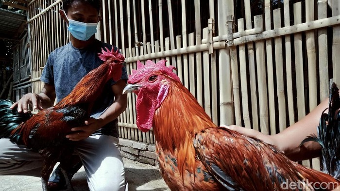 Guru di Klaten Raup Untung Lewat Hobi Beternak Ayam Pelung Hobi beternak ayam pelung mendatangkan rezeki bagi guru di Klaten ini. Meski di masa pandemi, ayam berkokok panjang itu masih kerap dicari dan diminati.