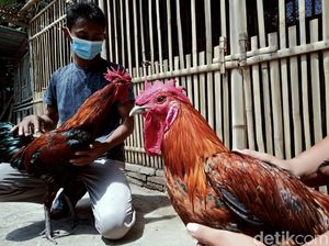 Turis Terganggu Kokok Ayam Bikin Petisi Lagi, Ancaman Deportasi Menanti