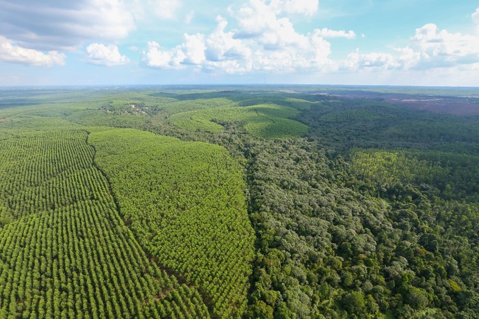 Ilustrasi hutan Indonesia