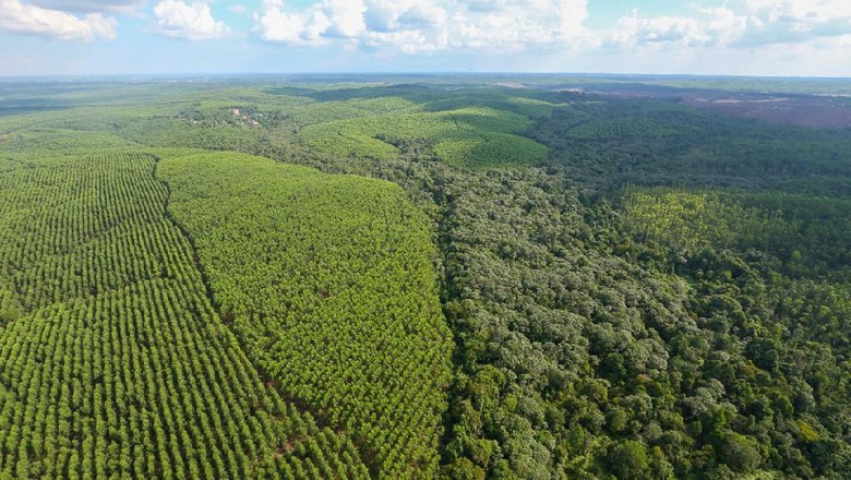 Ilustrasi hutan Indonesia