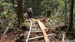 Potret Hutan Cagar Biosfer Riau yang Dijarah Komplotan Anak Jenderal