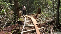 Di dalam hutan terlihat rel-rel terbuat dari kayu untuk memudahkan pekerja mengeluarkan kayu. (Raja Adil/detikcom)