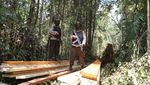 Potret Hutan Cagar Biosfer Riau yang Dijarah Komplotan Anak Jenderal