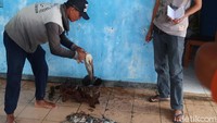Mereka berhasil menangkap gurita.