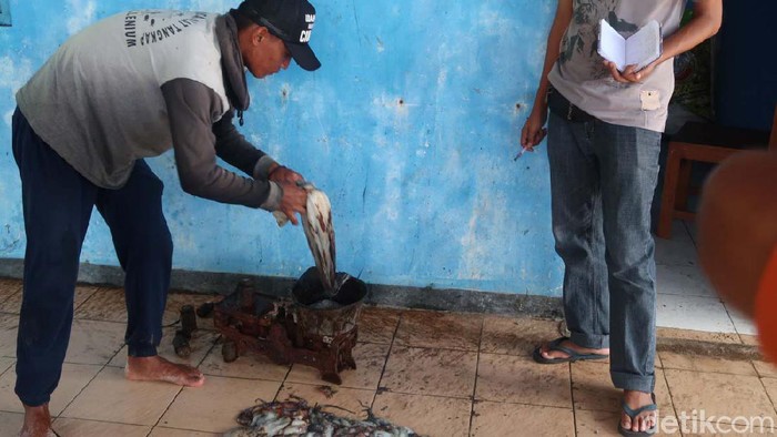 Melihat Nelayan Gunungkidul Panen Gurita Para nelayan di Pantai Ngandong, Kalurahan Sidoarjo, Kapanewon Tepus, Kabupaten Gunungkidul, berhasil menangkap gurita. Yuk kita lihat.