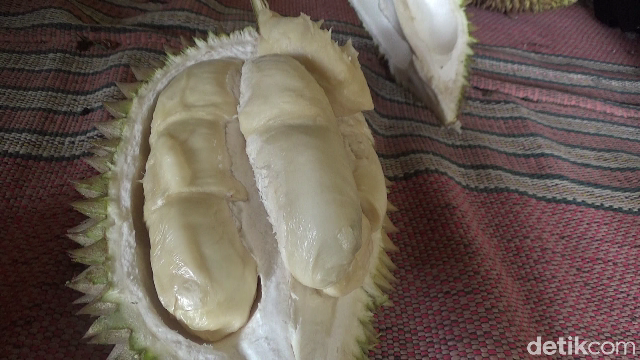 Penggemar Durian! Ini Durian Susu dari Gunung Semeru yang Manis Legit