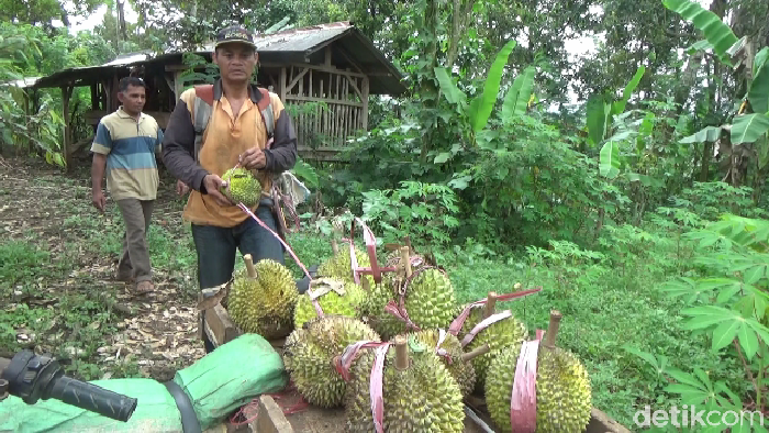 Penggemar Durian! Ini Durian Susu dari Gunung Semeru yang Manis Legit