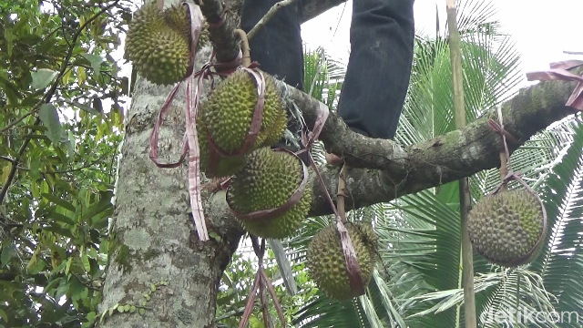 Penggemar Durian! Ini Durian Susu dari Gunung Semeru yang Manis Legit