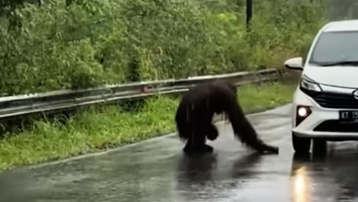 Tangkapan layar video viral orang utan di Kutai Timur Kaltim nyaris tertabrak mobil. (dok. Istimewa)