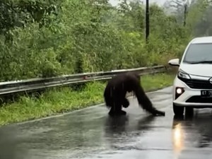 Pemerintah Jamin IKN Bukan Kantong Sebaran Orang Utan