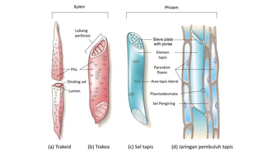 xilem dan floem