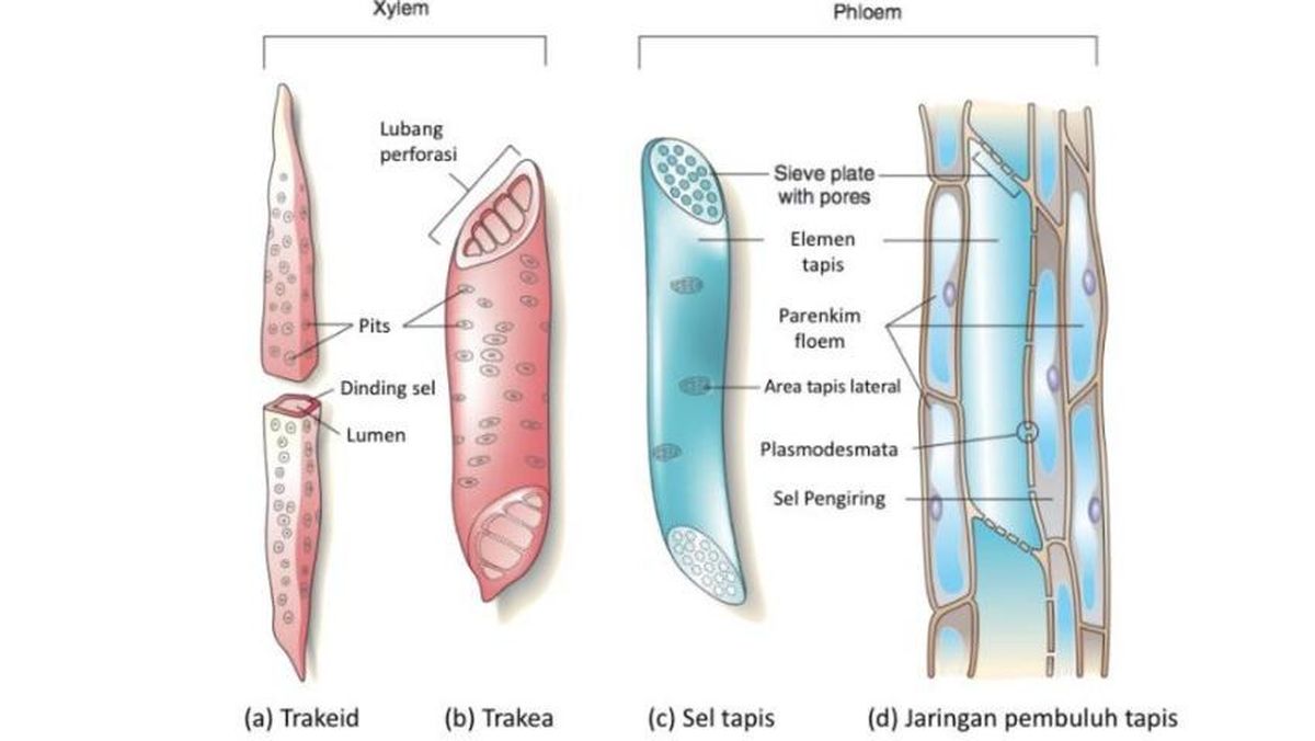 Ciri struktur lateral