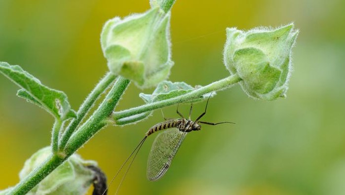 Mayflies or shadflies - short living insect with two long tails