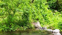 Curug Cikahuripan punya bendungan kecil yang bisa digunakan untuk bermain air.