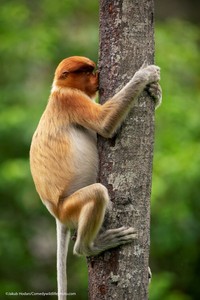 Comedy Wildlife Photography Awards 2021