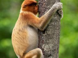 16 Foto Terkocak Jawara Comedy Wildlife Photography Bikin Ngakak