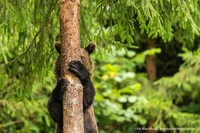 Comedy Wildlife Photography Awards 2021