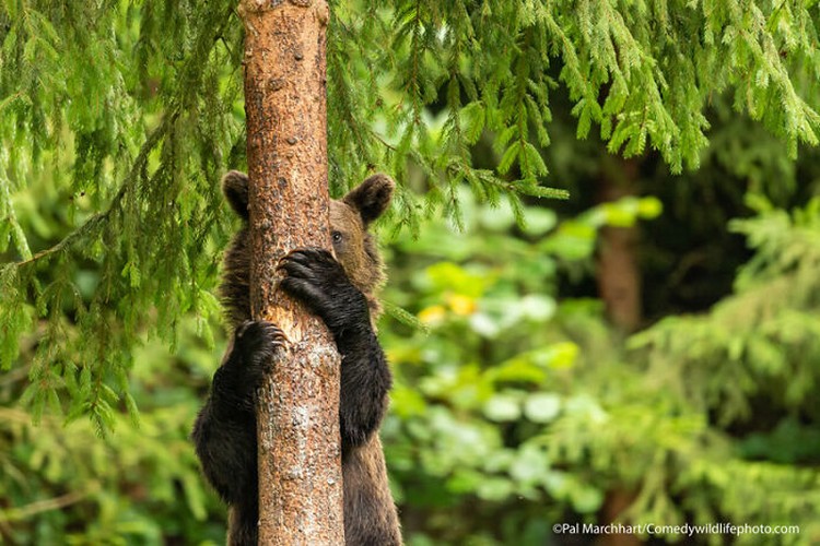 Comedy Wildlife Photography Awards 2021