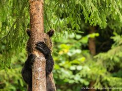 16 Foto Terkocak Jawara Comedy Wildlife Photography Bikin Ngakak