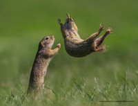 Comedy Wildlife Photography Awards 2021
