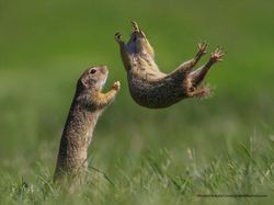 16 Foto Terkocak Jawara Comedy Wildlife Photography Bikin Ngakak