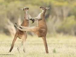 16 Foto Terkocak Jawara Comedy Wildlife Photography Bikin Ngakak