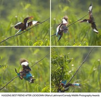 Comedy Wildlife Photography Awards 2021