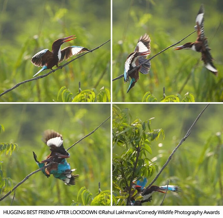 Comedy Wildlife Photography Awards 2021