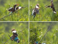 16 Foto Terkocak Jawara Comedy Wildlife Photography Bikin Ngakak