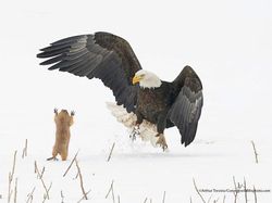 16 Foto Terkocak Jawara Comedy Wildlife Photography Bikin Ngakak