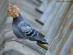 16 Foto Terkocak Jawara Comedy Wildlife Photography Bikin Ngakak