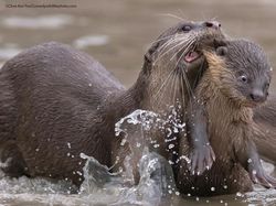 16 Foto Terkocak Jawara Comedy Wildlife Photography Bikin Ngakak