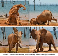 Comedy Wildlife Photography Awards 2021