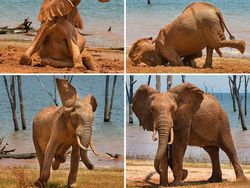 16 Foto Terkocak Jawara Comedy Wildlife Photography Bikin Ngakak