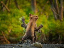 16 Foto Terkocak Jawara Comedy Wildlife Photography Bikin Ngakak